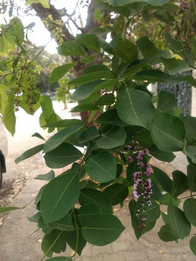 Pongamia peguensis, photographed by Ajit Ampalakkad