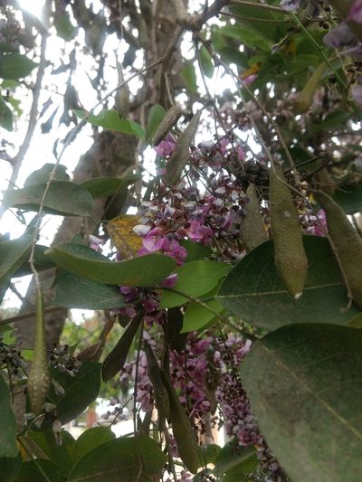 Pongamia peguensis, photographed by Ajit Ampalakkad