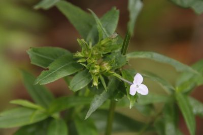 Conostomium natalense, photographed by Tony Rebelo