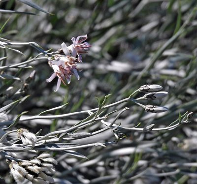 Hyalis argentea, photographed by Hugo Hulsberg