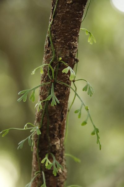 Asplenium mannii, photographed by Tony Rebelo