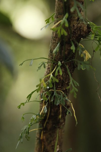 Asplenium mannii, photographed by Tony Rebelo