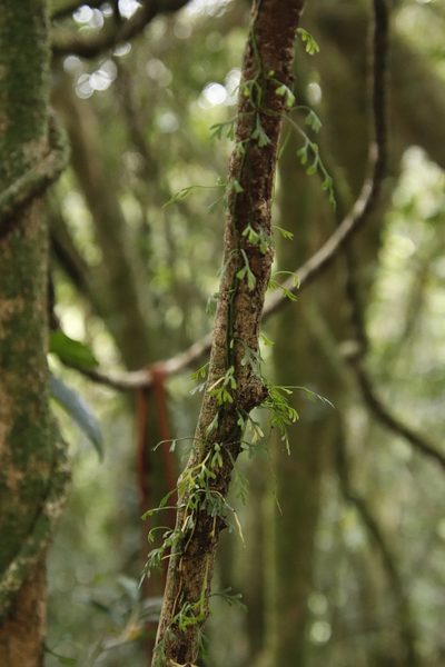 Asplenium mannii, photographed by Tony Rebelo