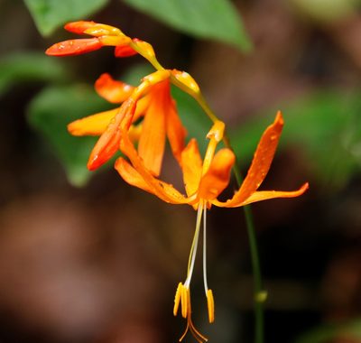 Crocosmia aurea, photographed by Tony Rebelo