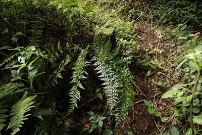 Asplenium aethiopicum, photographed by Tony Rebelo