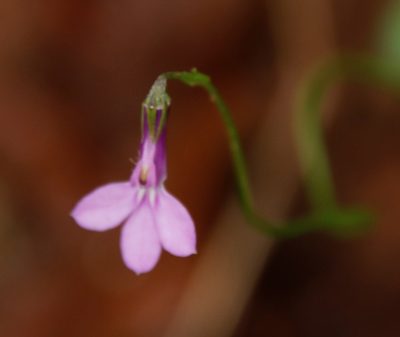 Lobelia goetzei, photographed by Tony Rebelo