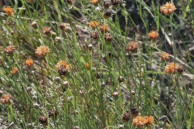 Thelesperma megapotamicum, photographed by Hugo Hulsberg