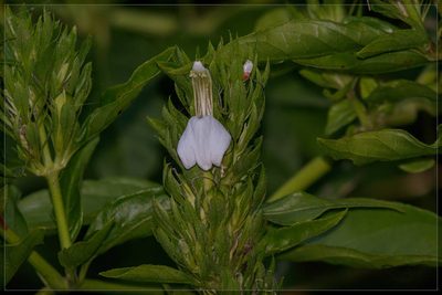 Poikilacanthus glandulosus, photographed by RAP
