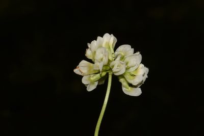 Trifolium calcaricum, photographed by Brian Finzel