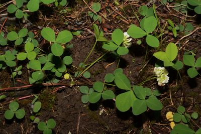 Trifolium calcaricum, photographed by Brian Finzel