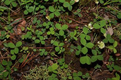 Trifolium calcaricum, photographed by Brian Finzel