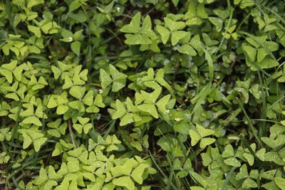 Oxalis latifolia, photographed by Tony Rebelo