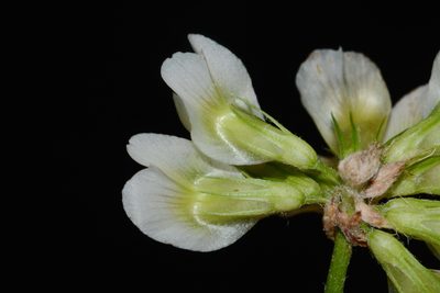 Trifolium calcaricum, photographed by Brian Finzel