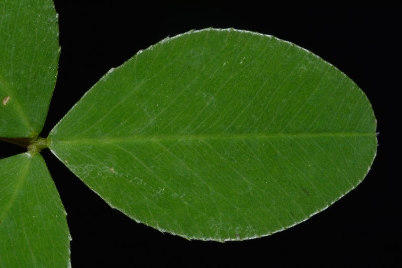 Trifolium calcaricum, photographed by Brian Finzel