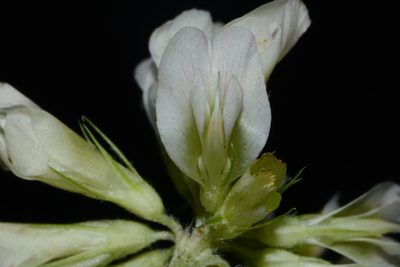 Trifolium calcaricum, photographed by Brian Finzel