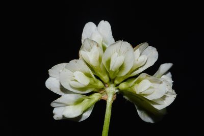 Trifolium calcaricum, photographed by Brian Finzel
