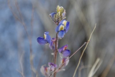 Lupinus sparsiflorus, photographed by Mike Ostrowski