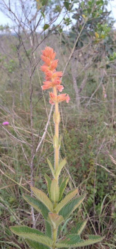 Sinningia allagophylla, photographed by Leonardo Bergamini