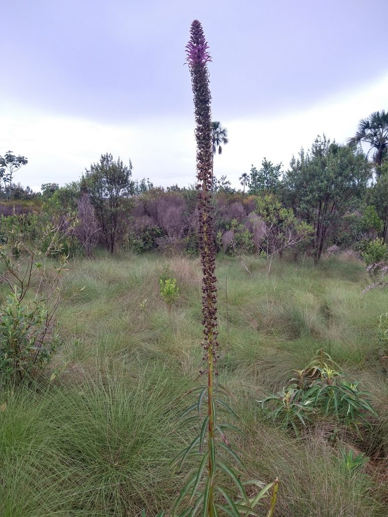 Lobelia brasiliensis, photographed by Leonardo Bergamini