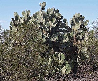 Opuntia leucotricha, photographed by Hugo Hulsberg