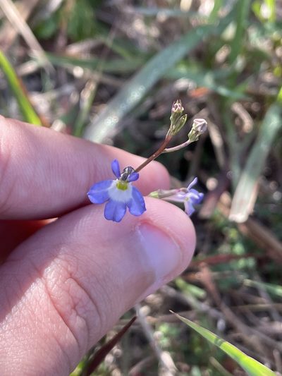 Lobelia berlandieri, photographed by Evelyn Lazzaretti 🏳️‍⚧️