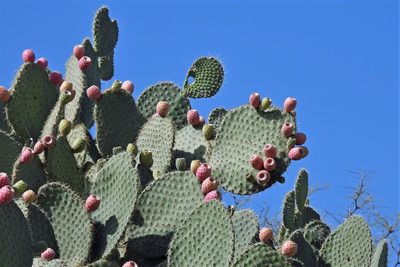 Opuntia leucotricha, photographed by Hugo Hulsberg
