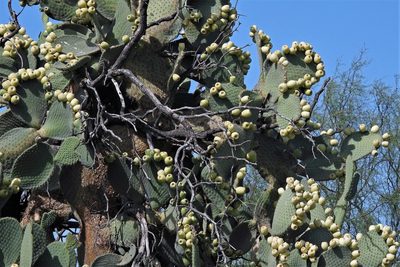 Opuntia leucotricha, photographed by Hugo Hulsberg