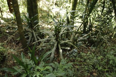 Dracaena fragrans, photographed by Tony Rebelo