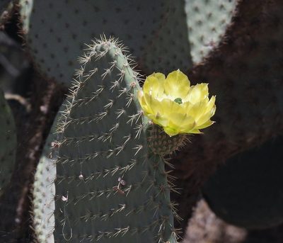 Opuntia leucotricha, photographed by Hugo Hulsberg
