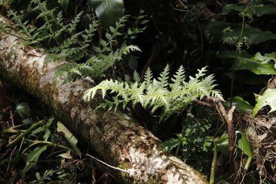 Tectaria gemmifera, photographed by Tony Rebelo