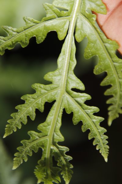 Tectaria gemmifera, photographed by Tony Rebelo