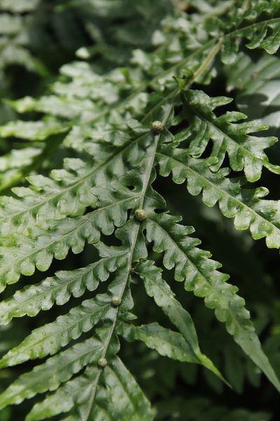 Tectaria gemmifera, photographed by Tony Rebelo