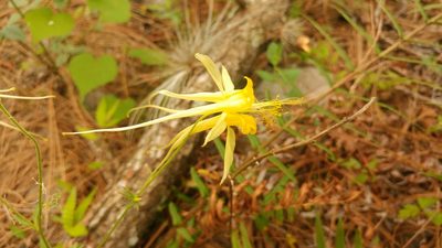 Aquilegia longissima, photographed by Liliana Ramírez-Freire