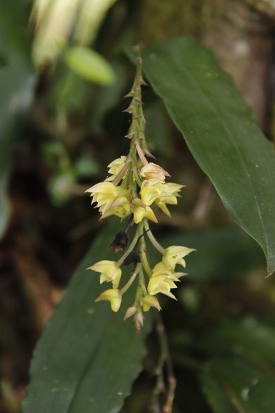 Polystachya cultriformis, photographed by Tony Rebelo