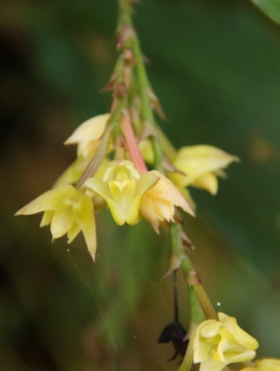 Polystachya cultriformis, photographed by Tony Rebelo
