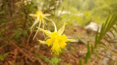 Aquilegia longissima, photographed by Liliana Ramírez-Freire