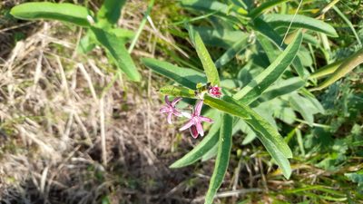 Oxypetalum solanoides, photographed by Pablo H Capovilla