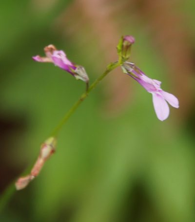 Lobelia goetzei, photographed by Tony Rebelo