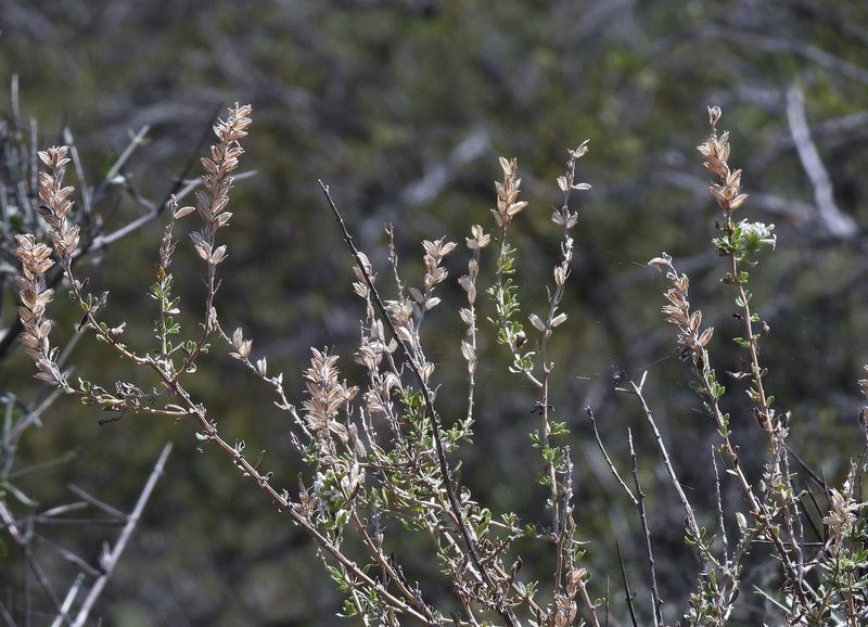 Mulguraea aspera, photographed by Hugo Hulsberg
