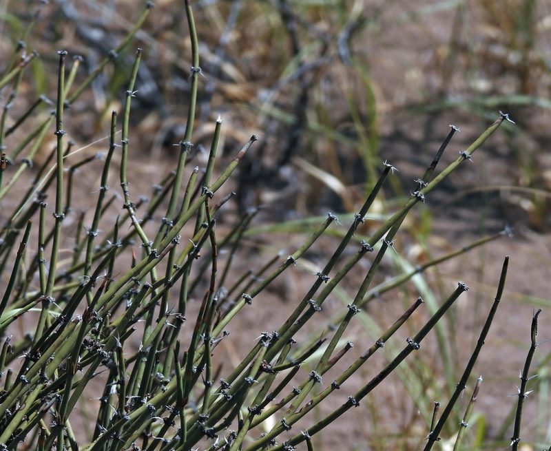 Ephedra ochreata, photographed by Hugo Hulsberg