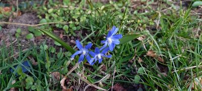 Scilla forbesii, photographed by Johan Kjær Prehn