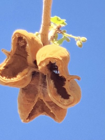 Sterculia africana, photographed by Dave U