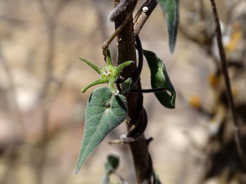 Chthamalia schaffneri, photographed by Alexis López Hernández