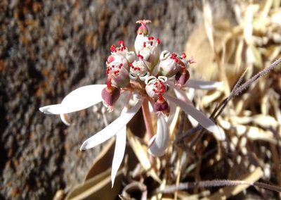 Euphorbia radians, photographed by Alexis López Hernández