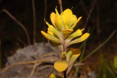 Castilleja kraliana, photographed by Brian Finzel