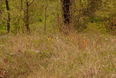 Castilleja kraliana, photographed by Brian Finzel