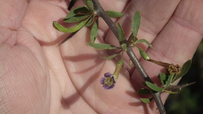 Lycium oxycarpum, photographed by Shaun Swanepoel