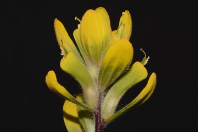 Castilleja kraliana, photographed by Brian Finzel