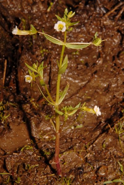 Gratiola quartermaniae, photographed by Brian Finzel
