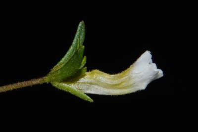 Gratiola quartermaniae, photographed by Brian Finzel